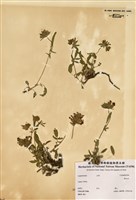 藏品(Anthyllis vulneraria L. rubriflora (DC.)Arcang.)的圖片